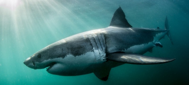 Grand Requin Blanc ©morne Hardenbergatlantic Ed 800x360