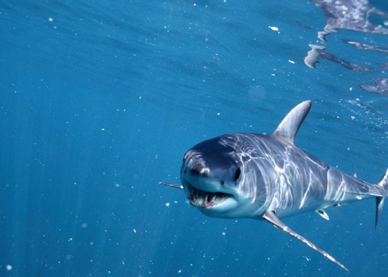 Requin Mako 1 Low © Alessandro De Maddalena 900x546 560x400