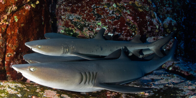 Récif corallien avec des requins nageant paisiblement dans leur habitat naturel.