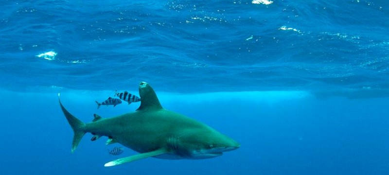 Longimanebahamasarte 800x360