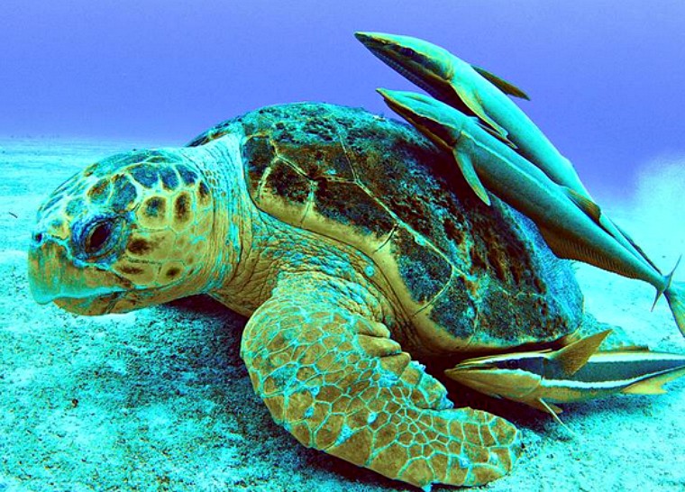 Tortuebahamasarte2 760x546