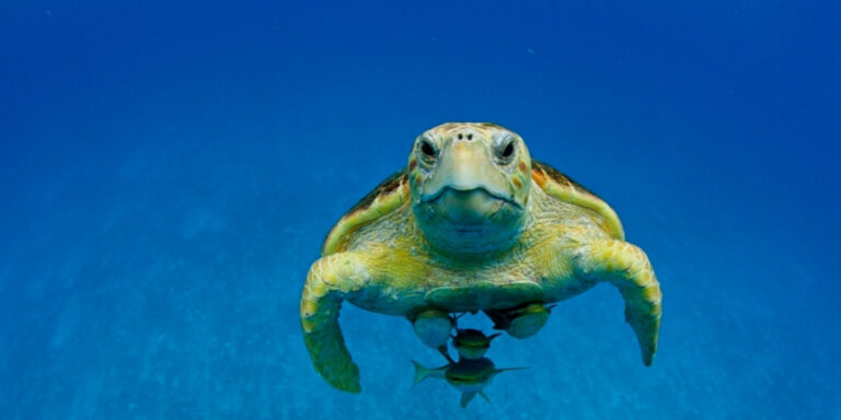 Tortue marine nageant paisiblement dans les eaux cristallines d'un océan vibrant.