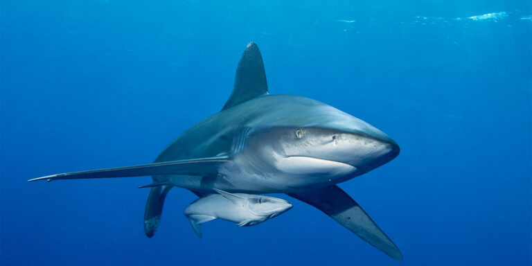 Requins nageant dans les eaux profondes, illustrant la biodiversité marine fascinante.