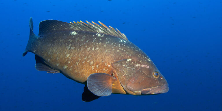 Poisson sous-marin coloré évoluant dans un océan profond et vibrant, habitat marin riche.