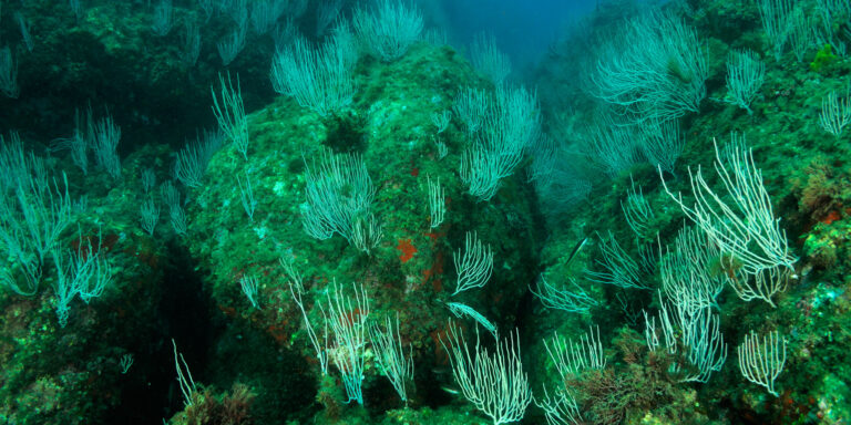 Écosystème marin riche avec coraux et végétation sous-marine diversifiée. Plongée immersive garantie.