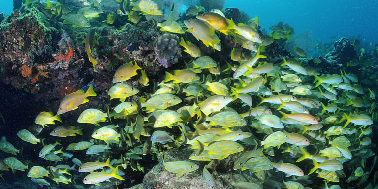 Écosystème marin vibrant avec une multitude de poissons colorés évoluant parmi les coraux.