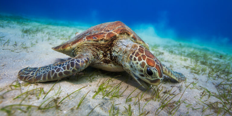 Tortue marine évoluant dans un habitat sous-marin riche en herbe et coraux.