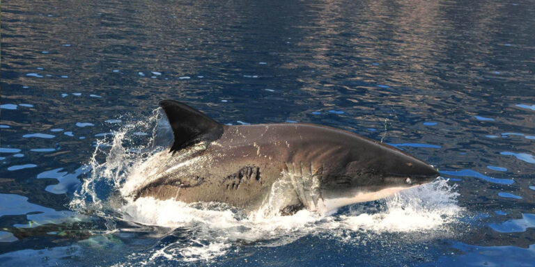Requin majestueux émergeant des eaux cristallines, symbole de la vie marine.