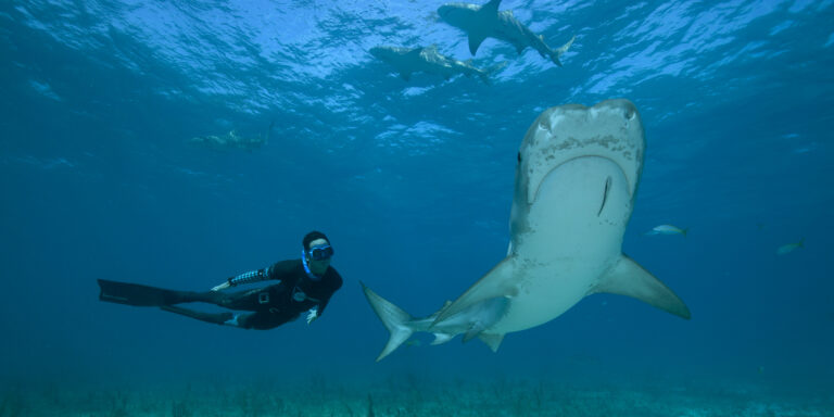 Plongée sous-marine avec un requin, explorant la beauté des océans et de la vie marine.