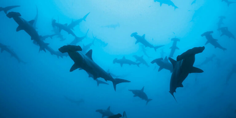 École de requins marteaux nageant dans les eaux profondes et mystérieuses de l'océan.
