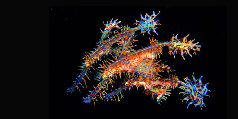 Créatures marines colorées et fascinantes évoluant dans un habitat sous-marin riche.
