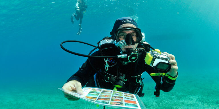 Plongée sous-marine avec un photographe explorant la vie marine et la biodiversité aquatique.