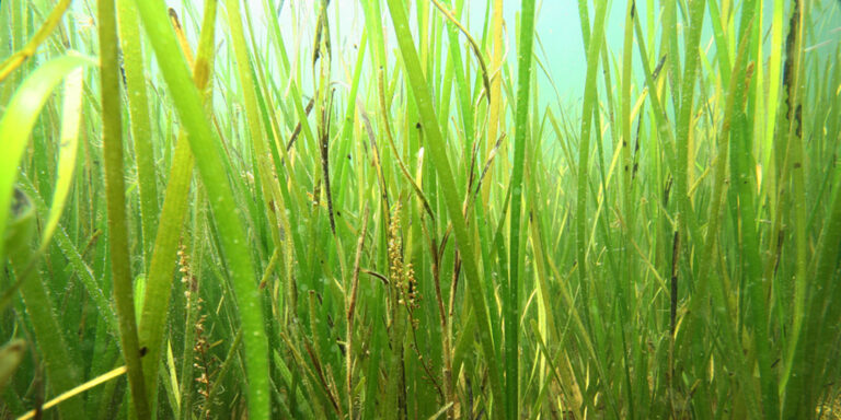 Végétation marine sous-marine, habitat essentiel pour la biodiversité et l'écosystème marin.