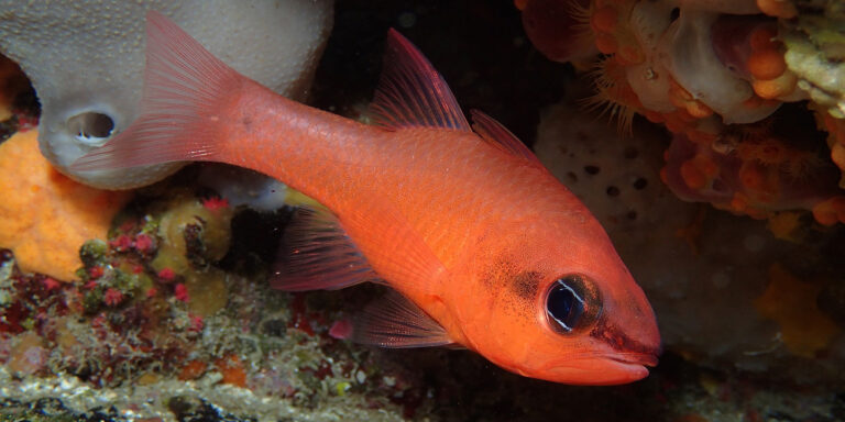 Poisson orange vibrant évoluant dans un écosystème marin riche en couleurs et en vie.