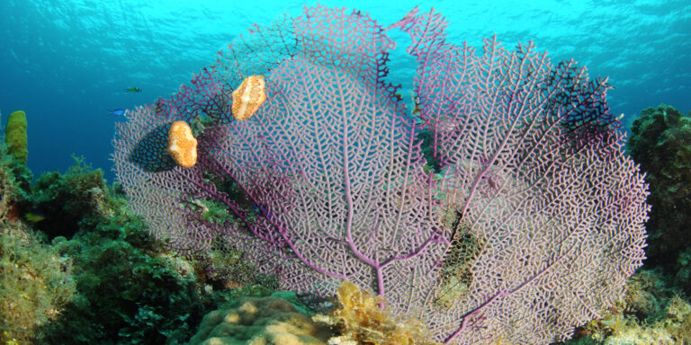 Corail coloré et poissons tropicaux dans un écosystème sous-marin vibrant et diversifié.
