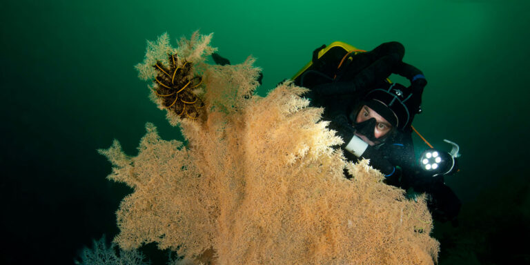 Plongée sous-marine avec un plongeur explorant des coraux fascinants et colorés.