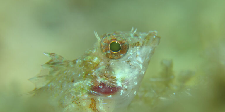 Poisson sous-marin en gros plan, mettant en valeur les détails de son habitat naturel.