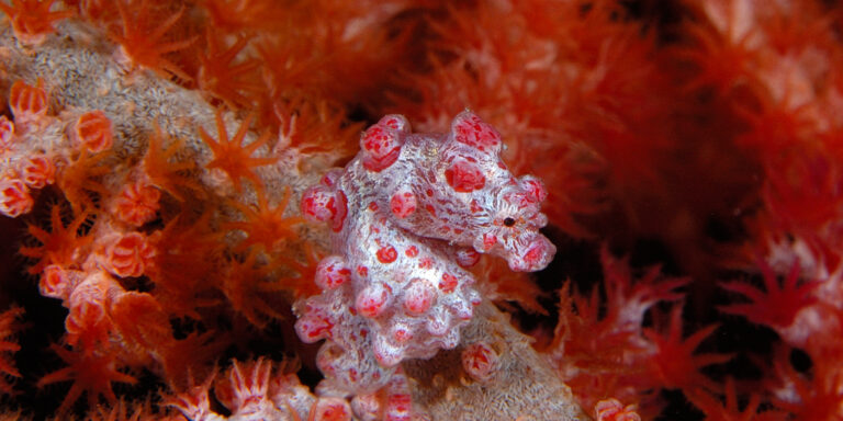 Hippocampe pygmée dans un environnement corallien coloré, illustration de la biodiversité marine.