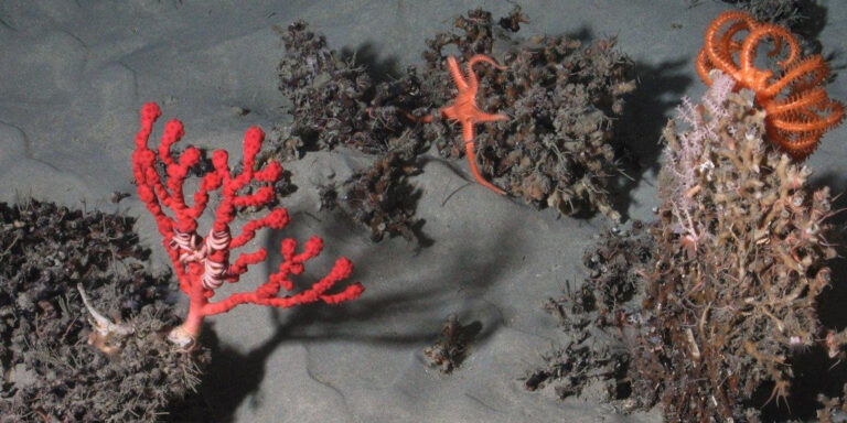 Coraux colorés et étoiles de mer dans un habitat sous-marin riche et diversifié.