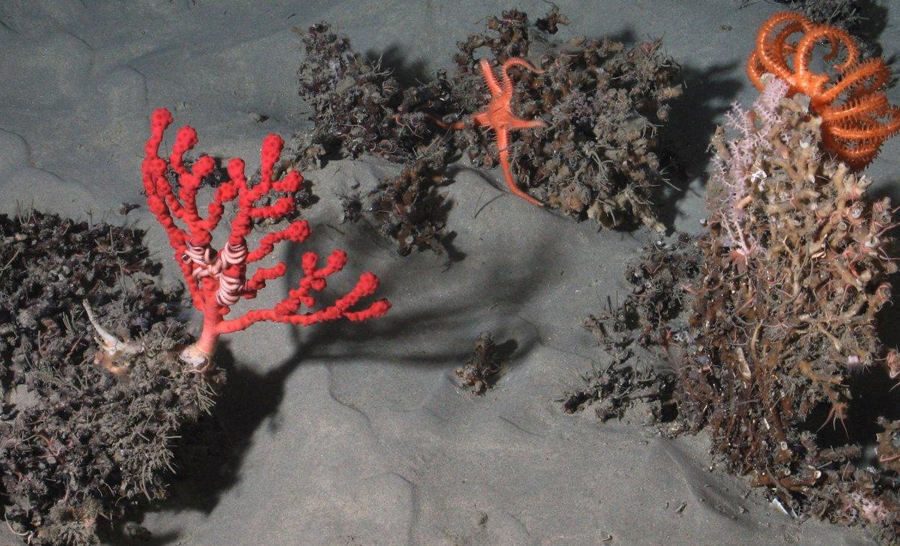 À 1545 m de profondeur, dans le canyon de Lampaul du golfe de Gascogne, des coraux d’eau froide (Solenosmilia variabilis) fournissent un habitat pour des gorgones, des ophiures et des étoiles de mer. @Ifremer / BobEco 2011.