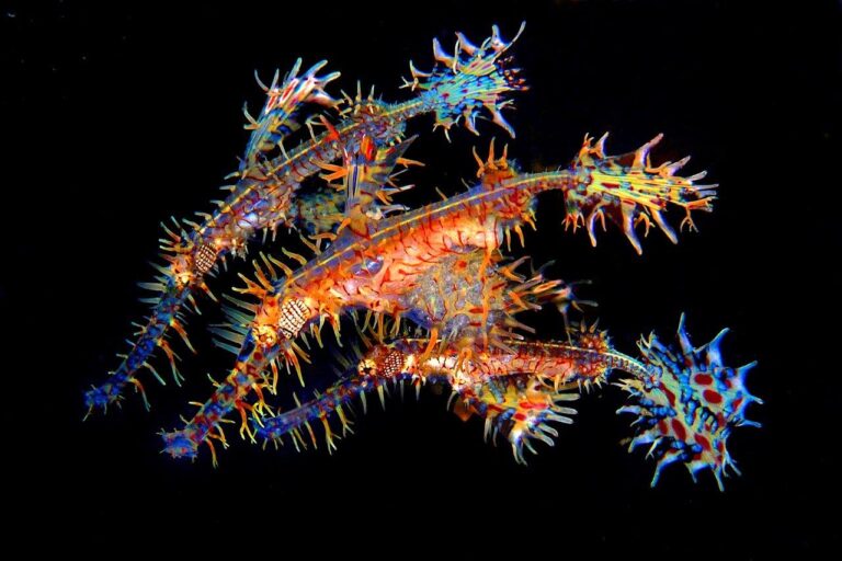Créatures marines colorées, fascinantes et épineuses du monde sous-marin.