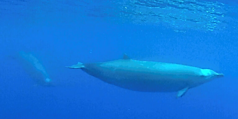 Baleines nageant dans les profondeurs marines, illustrant la beauté de la vie sous-marine.