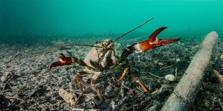Crabe d'eau douce explorant le fond marin dans un habitat aquatique riche.