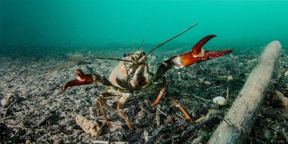 Crabe d'eau douce explorant le fond marin dans un habitat aquatique riche.