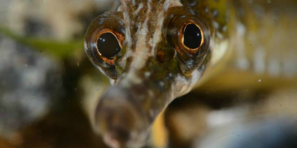 Poisson fascinant du monde sous-marin avec des yeux captivants et une texture unique.