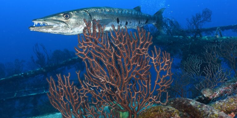 Poisson prédateur évoluant parmi les coraux colorés dans un écosystème marin riche.