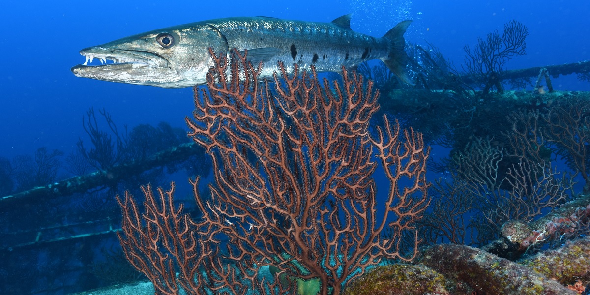 Poisson prédateur évoluant parmi les coraux colorés dans un écosystème marin riche.