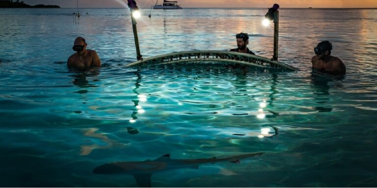 Exploration sous-marine avec des plongeurs et un éclairage, captivant la vie marine.