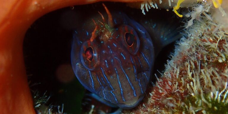 Poisson coloré caché dans un habitat marin riche en corail et en algues.