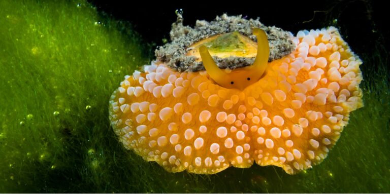 Nudibranche colorée sur fond d'algues, illustrant la biodiversité marine fascinante.