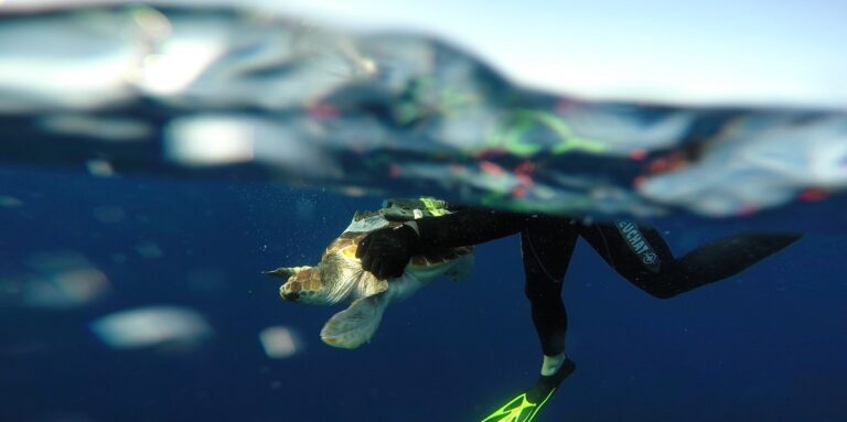 Plongée sous-marine avec une tortue dans un environnement océanique vibrant et riche.
