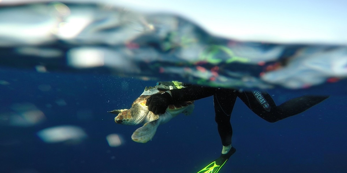 Plongée sous-marine avec une tortue dans un environnement océanique vibrant et riche.