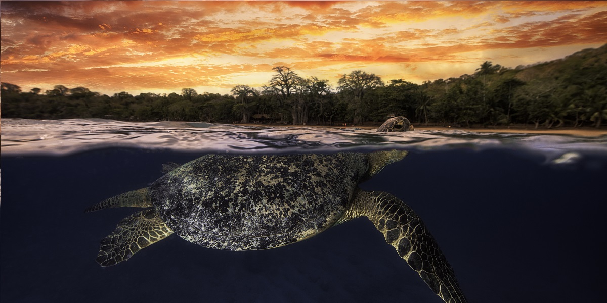 Tortue nageant sous un ciel coloré au crépuscule, révélant la beauté marine.