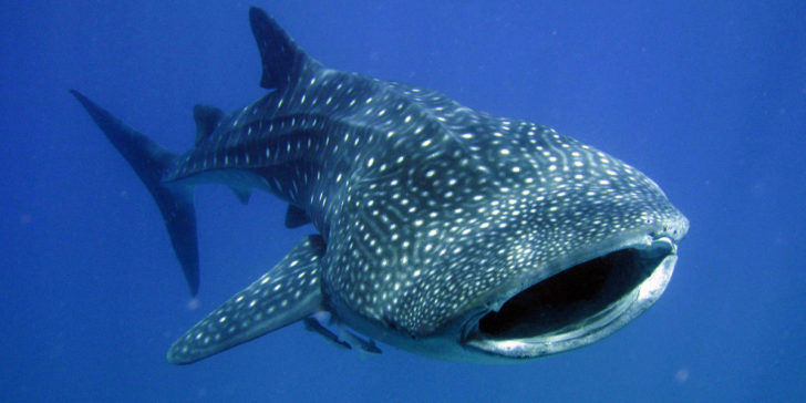 Requin-baleine festival Underwater