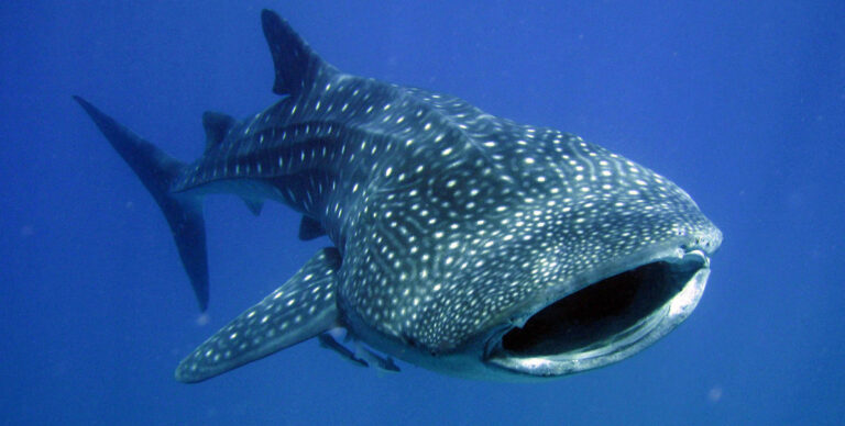 Requin-baleine festival Underwater