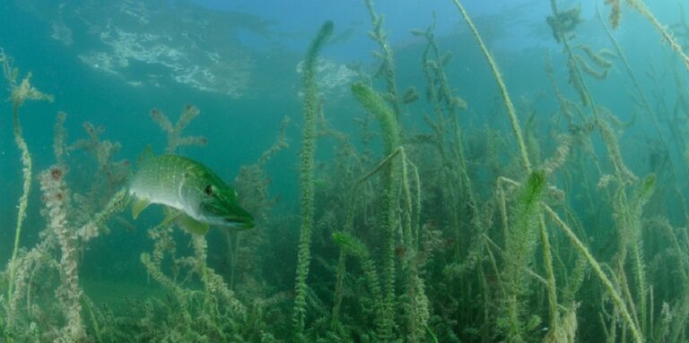Poisson nageant parmi les herbes marines dans un écosystème sous-marin vibrant et riche.