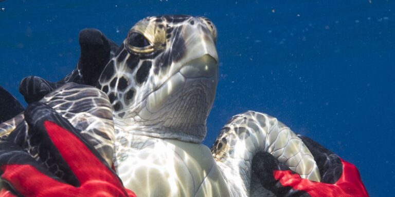 Tortue marine en plongée, illustrant la beauté et la fragilité des écosystèmes marins.