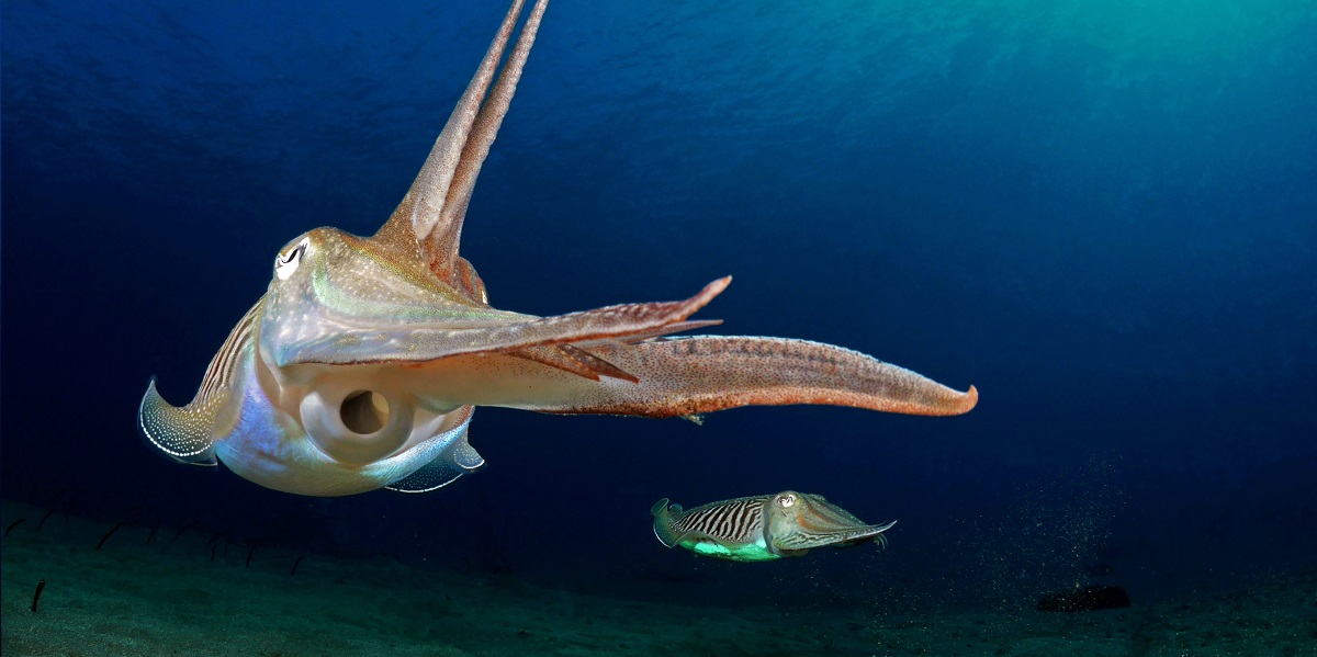 Deux seiches évoluant dans un océan profond, illustrant la biodiversité marine fascinante.