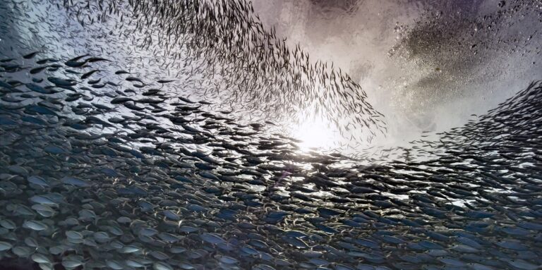 École de poissons sous l'eau, illuminée par la lumière du soleil. Beauté marine fascinante.
