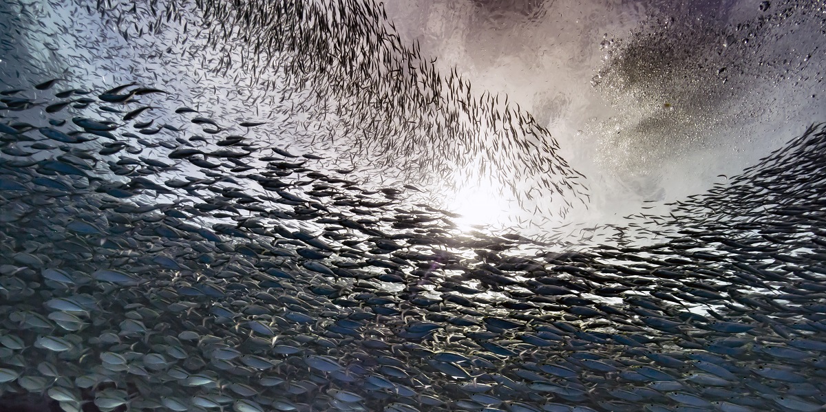 École de poissons sous l'eau, illuminée par la lumière du soleil. Beauté marine fascinante.