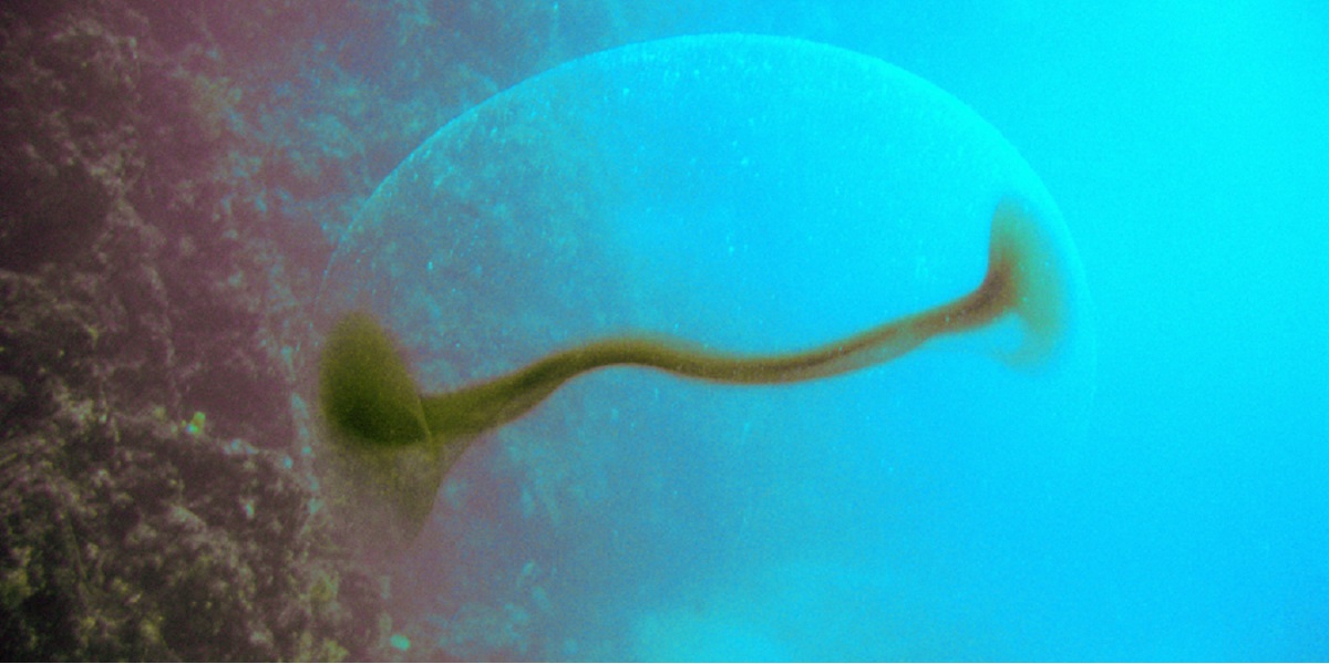 Créature marine évoluant dans un environnement sous-marin fascinant et coloré.