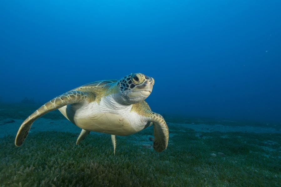 Turtleswim ok 899x600