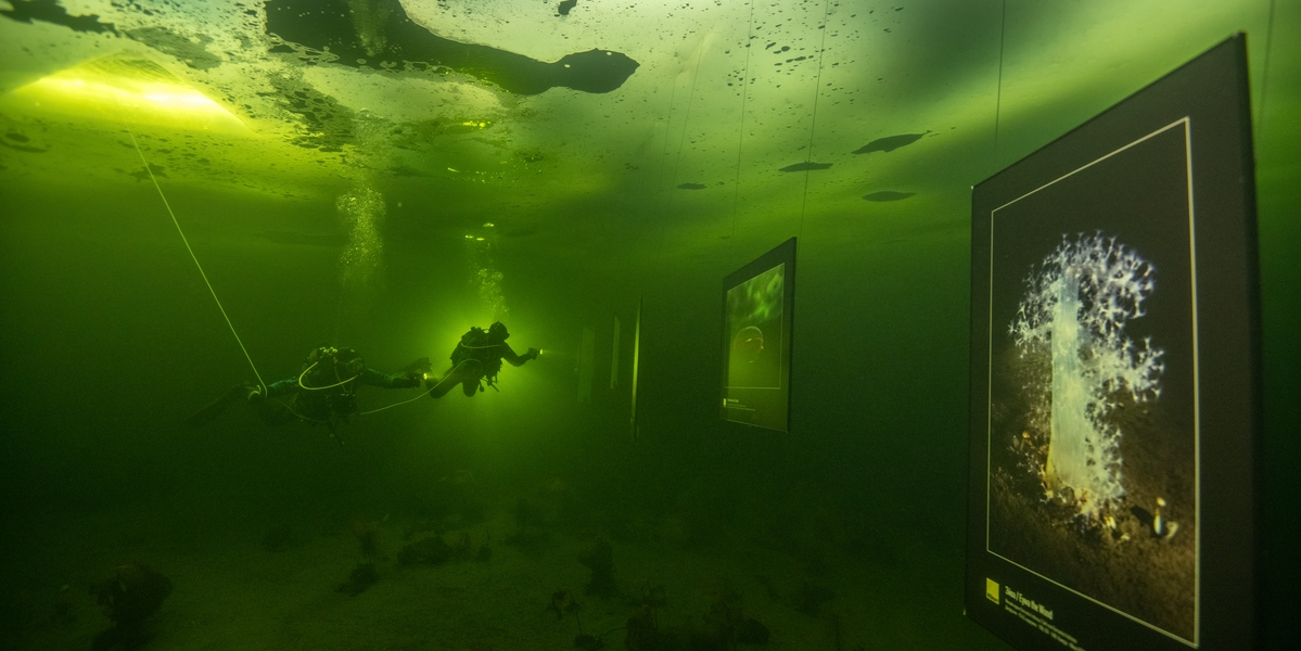 Exploration sous-marine avec des plongeurs et des œuvres d'art sous l'eau.