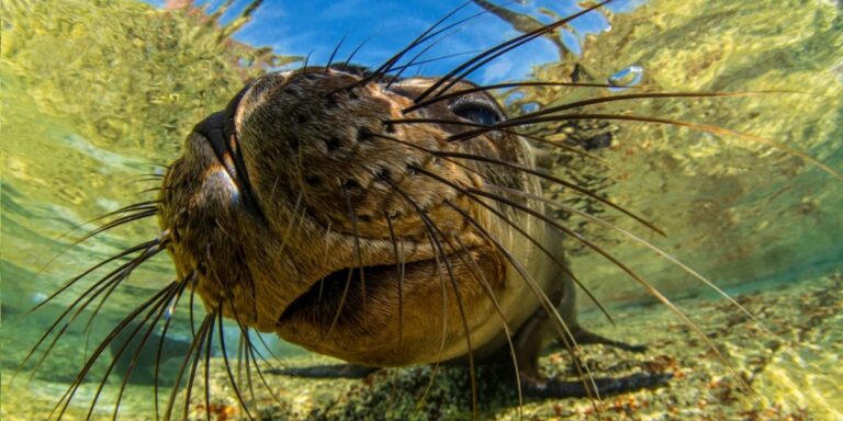 Loup marin explorant son habitat sous-marin, mettant en valeur la biodiversité marine.