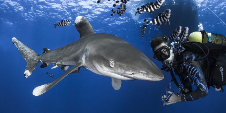 Plongée sous-marine avec un requin et des poissons colorés dans l'océan.