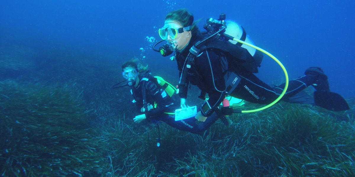 Plongée sous-marine avec des plongeurs explorant la vie marine parmi les herbiers.